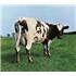 Click here for more info about 'Pink Floyd - Atom Heart Mother - Sealed'